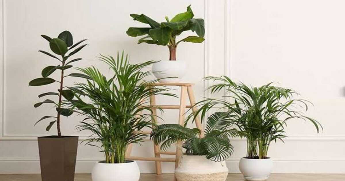 Plant Care Tips