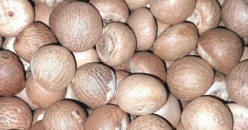 Arecanut Price