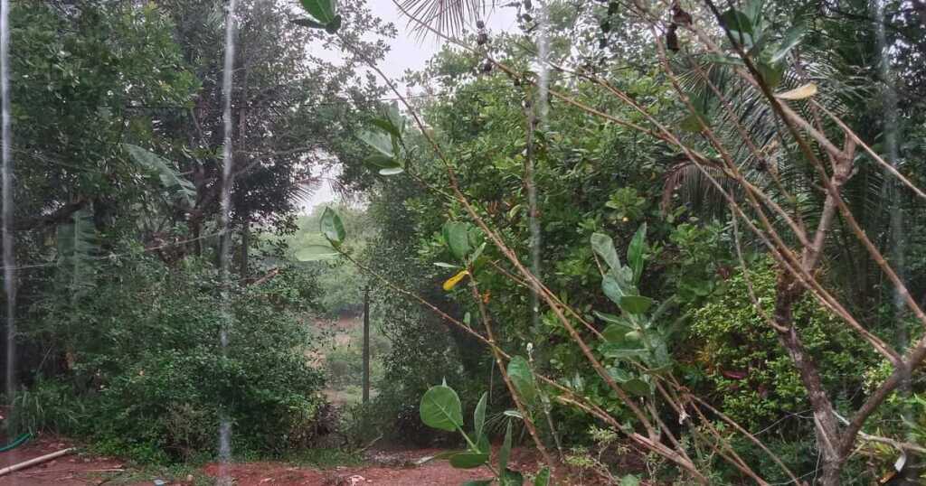 Rain Alert