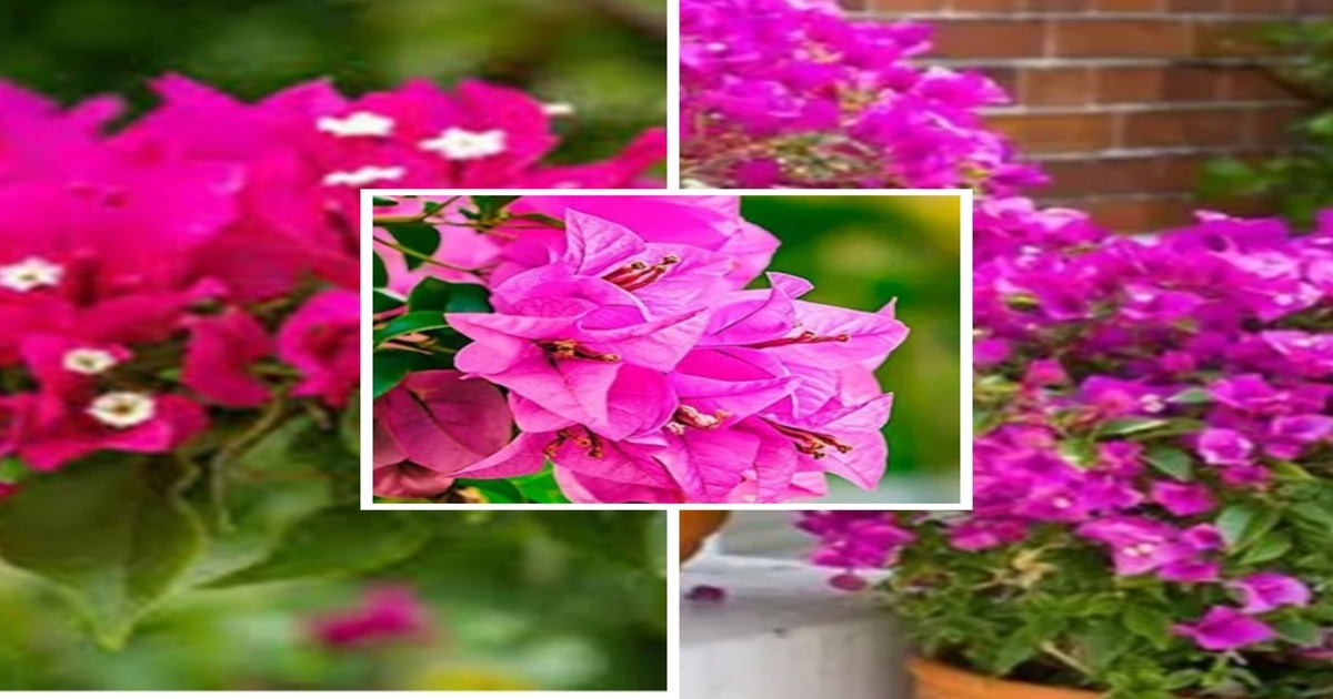 Bougainvillea Flower