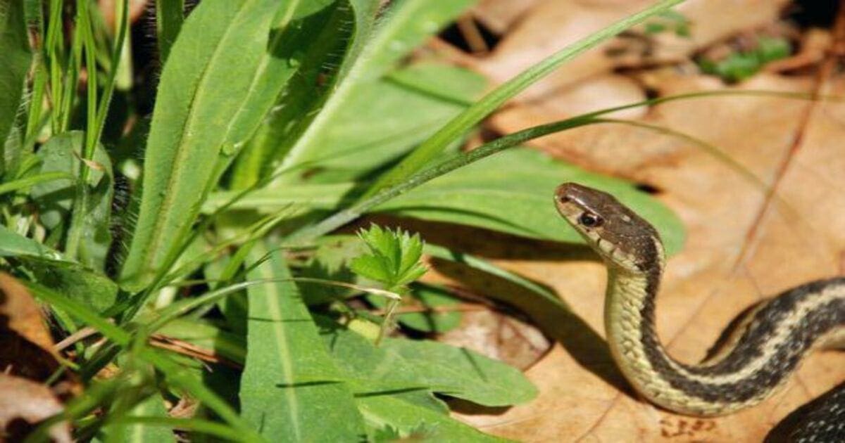 Snake Repellent Plants