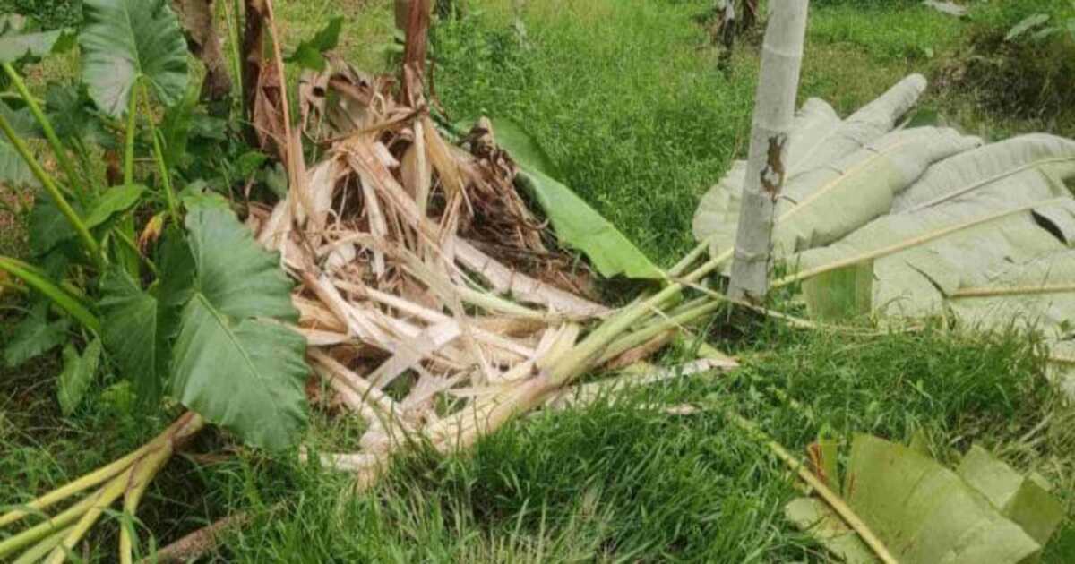 Puttur: ಮಾಡಾವು ಮಲೆ : ಕಾಡಾನೆ ಸಂಚಾರ ,ಕೃಷಿ ನಾಶ Puttur