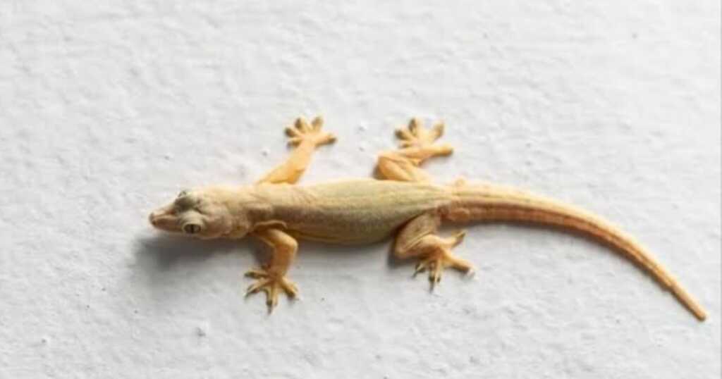Lizards
