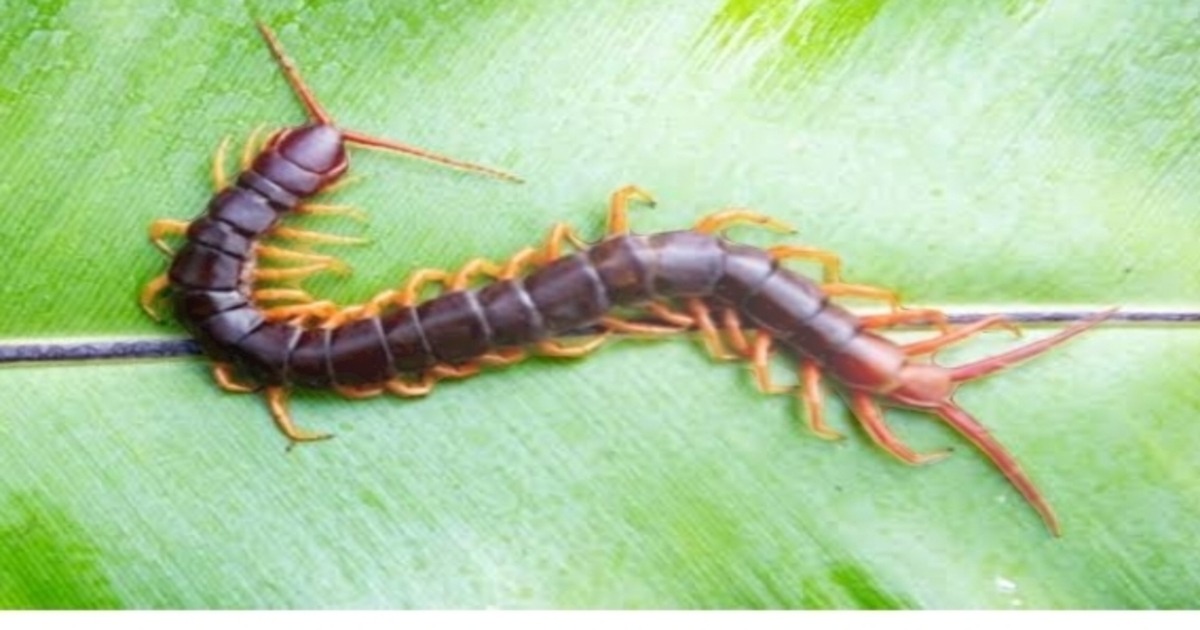 Centipede