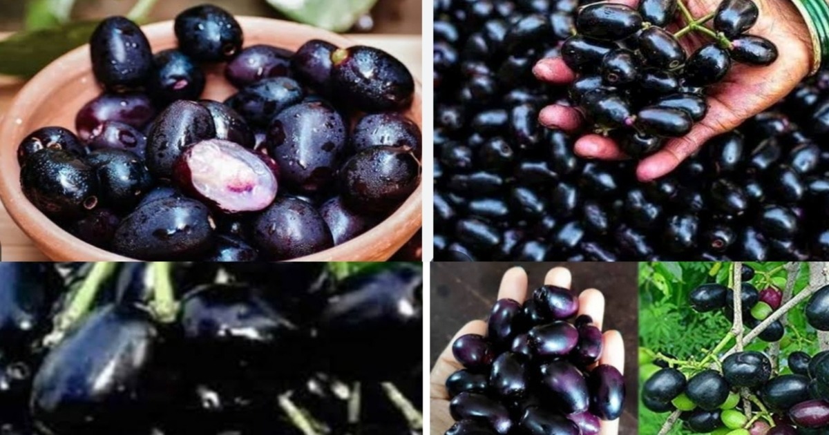 Jamun Fruit