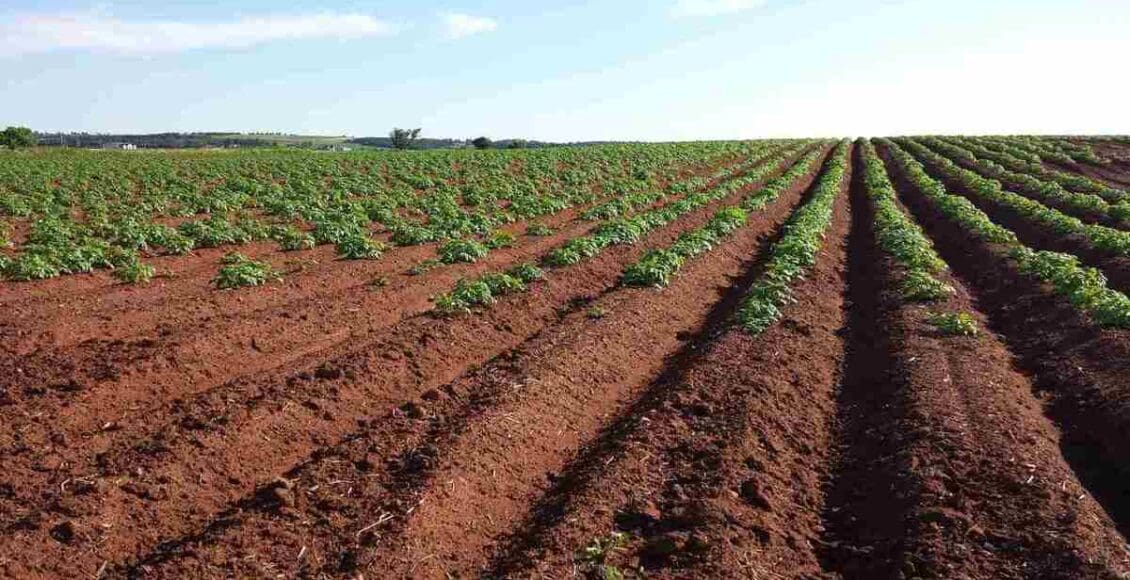 Agricultural Land