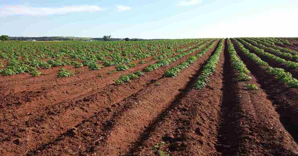 Agricultural Land