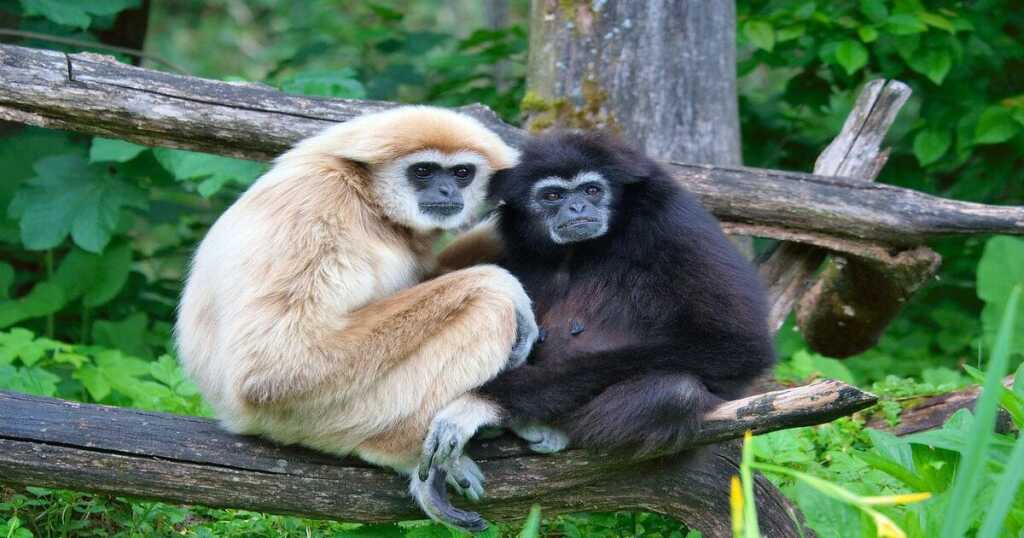 Gibbons