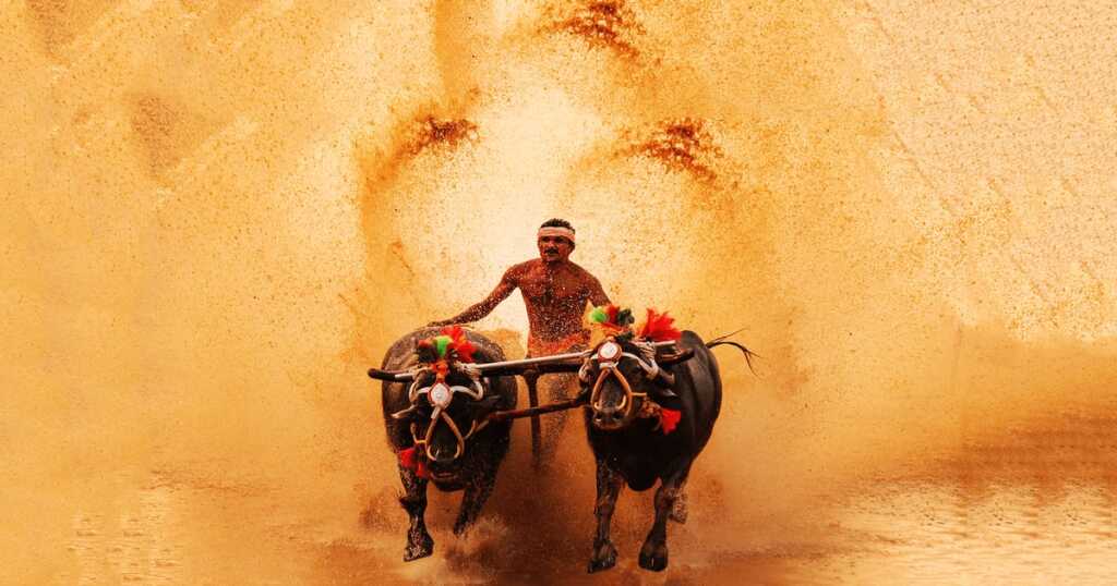 Kambala