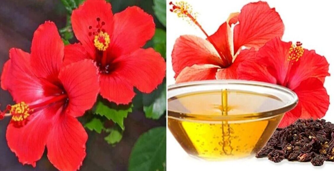 Hibiscus Oil