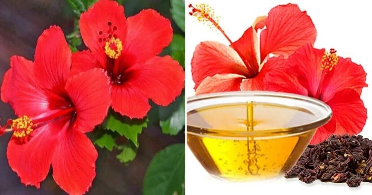 Hibiscus Oil