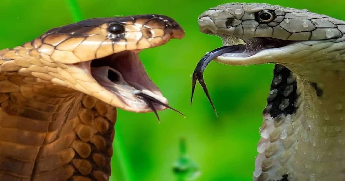 Snakes: ಹಾವುಗಳ ಕಣ್ಣು ಮನುಷ್ಯನನ್ನು ಗುರುತಿಸುವಲ್ಲಿ ಎಷ್ಟು ಸೂಕ್ಷ್ಮವಾಗಿದೆ ಗೊತ್ತಾ? Snakes