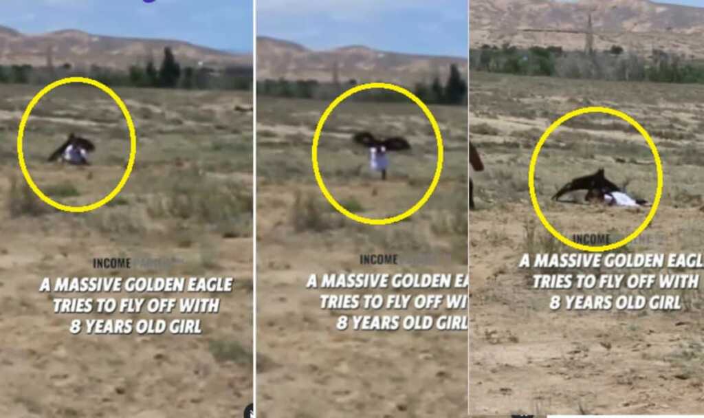 Golden Eagle