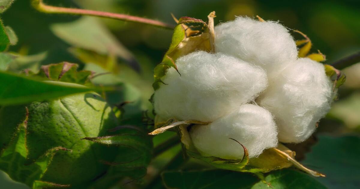 Cotton Crop