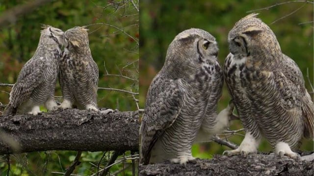 Owls Romance