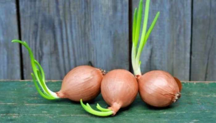 Onion : ಈರುಳ್ಳಿ ಮೊಳಕೆಯೊಡೆದಿದೆ ಎಂದು ಬಿಸಾಡುತ್ತೀರಾ? ಯಾವತ್ತೂ ಹೀಗೆ ಮಾಡಬೇಡಿ