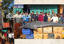 ಉಜಿರೆ: ಭಾರೀ ಗಾತ್ರದ ಮಡಲ್ ಮೀನು ಕೊಳ್ಳಲು ಮುಗಿಬಿದ್ದ ಜನ, ಬರೋಬ್ಬರಿ 1130 ಕೆಜಿ ತೂಕ