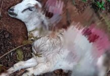 ಬೆಳ್ತಂಗಡಿ: ಆಡನ್ನು ಕೊಂದು ಹಾಕಿದ ಚಿರತೆ, ಜನರಲ್ಲಿ ಮತ್ತೆ ಆತಂಕ