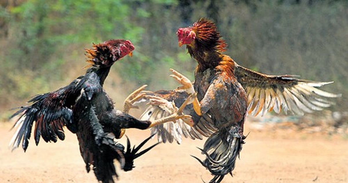 AP: ಕೋಳಿ ಅಂಕದಲ್ಲಿ 1.5 ಕೋಟಿ ಗೆದ್ದ ವ್ಯಕ್ತಿ!!