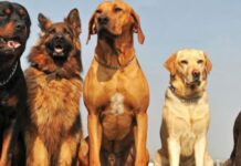 GBA: ನಾಯಿ ಸಾಕುವವರಿಗೆ ಹೊಸ ರೂಲ್ಸ್ – ಬ್ರೇಕ್ ಮಾಡಿದರೆ ಬೀಳುತ್ತೆ ಭಾರಿ ದಂಡ