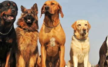 GBA: ನಾಯಿ ಸಾಕುವವರಿಗೆ ಹೊಸ ರೂಲ್ಸ್ – ಬ್ರೇಕ್ ಮಾಡಿದರೆ ಬೀಳುತ್ತೆ ಭಾರಿ ದಂಡ