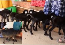 Chikkamaglur : 6 ಮರಿ ಹಾಕಿದ ದೇವರಿಗೆ ಕಡಿಯಲು ತಂದ ಕುರಿ – ರೈತನಿಗೆ ಹೊಡೀತು ಬಂಪರ್ ಲಾಟ್ರಿ !!