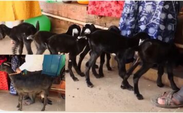 Chikkamaglur : 6 ಮರಿ ಹಾಕಿದ ದೇವರಿಗೆ ಕಡಿಯಲು ತಂದ ಕುರಿ – ರೈತನಿಗೆ ಹೊಡೀತು ಬಂಪರ್ ಲಾಟ್ರಿ !!